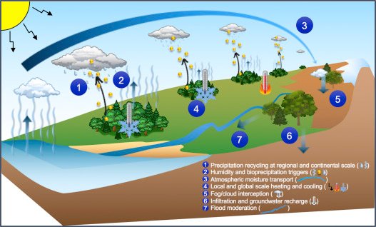 Reforestation Benefits