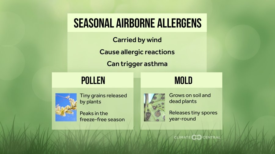 Climate Change Is Extending The Pollen Allergy Season - Clean Future