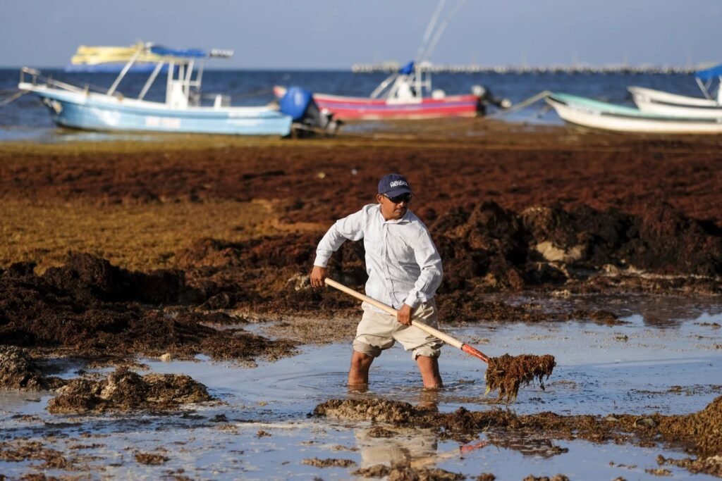 Sargassum