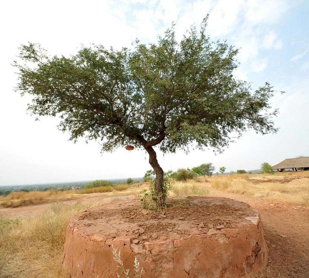 A 'Khejri Tree Hugging' Movement Is Taking Place In Rajasthan