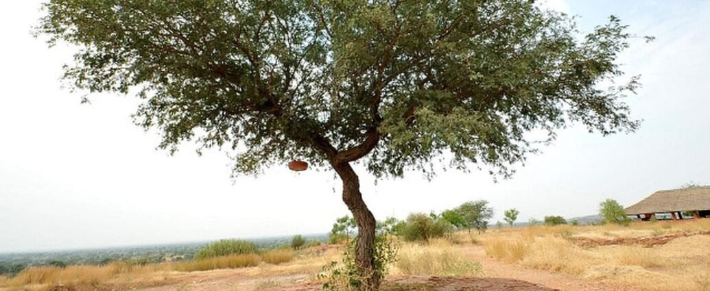 A 'Khejri Tree Hugging' Movement Is Taking Place In Rajasthan