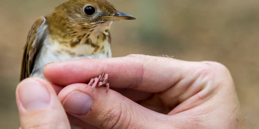 Veery Birds