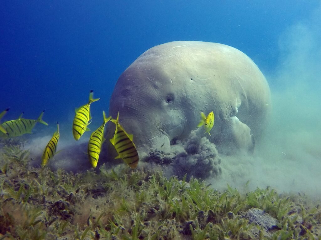 Dugong