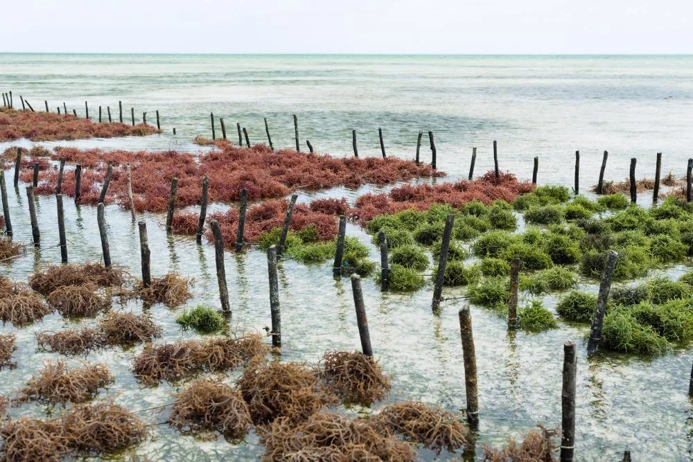 seaweed india