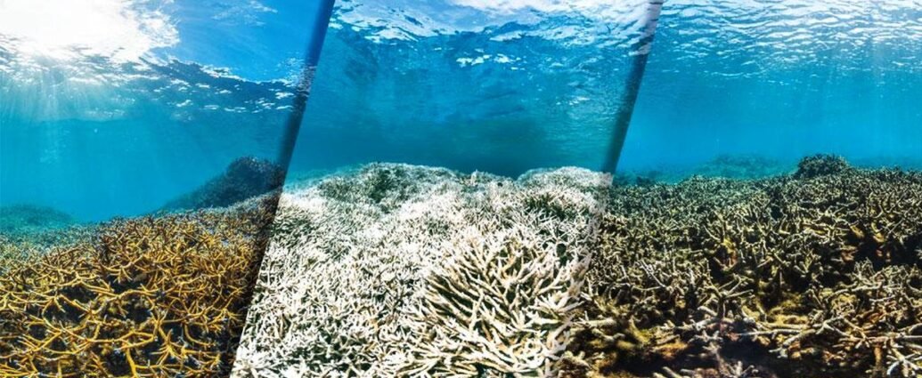 Alarming Rise in Coral Bleaching Threatens the Great Barrier Reef