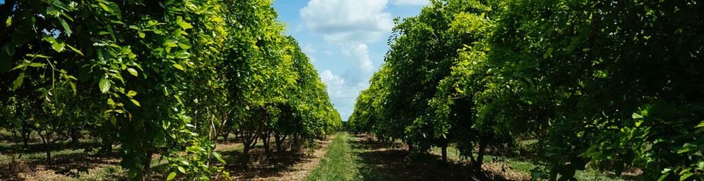 Florida's citrus industry