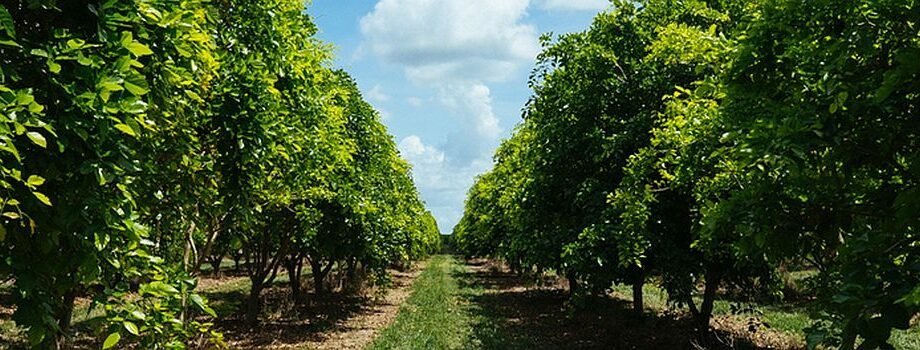 Florida's citrus industry