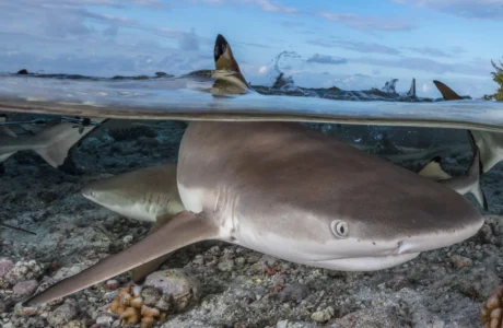 Tiger sharks