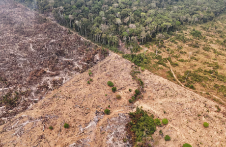 Amazon rainforest