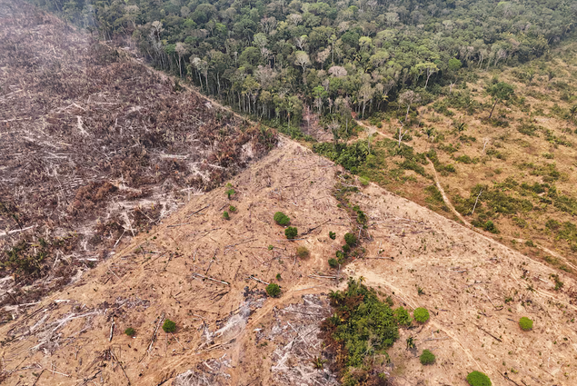 Amazon rainforest