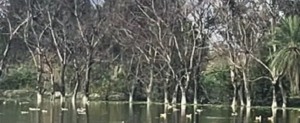 Surajpur wetland