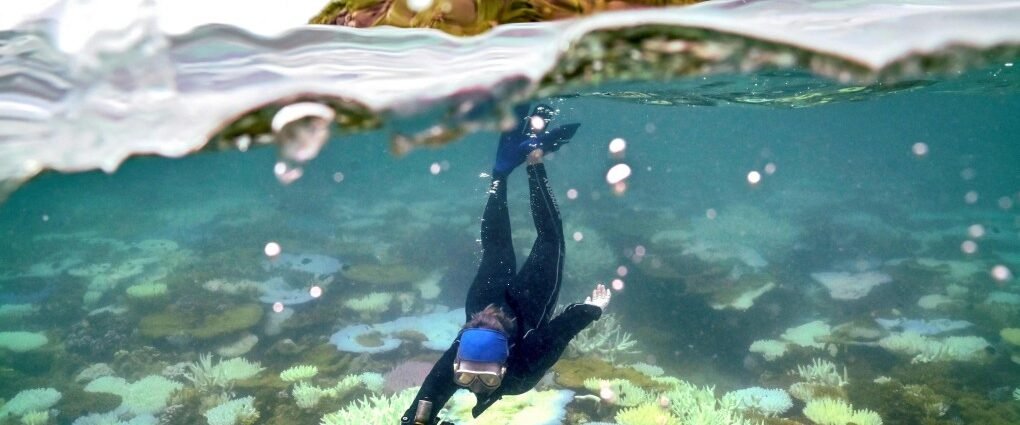 coral bleaching