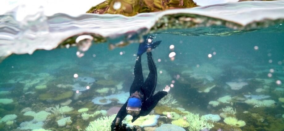 coral bleaching